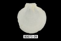 藏品(日月蛤)的圖片